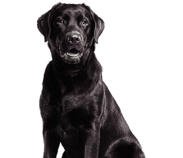 ラブラドールレトリバーの画像