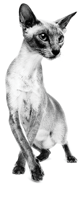 腎臓サポートシリーズの特長