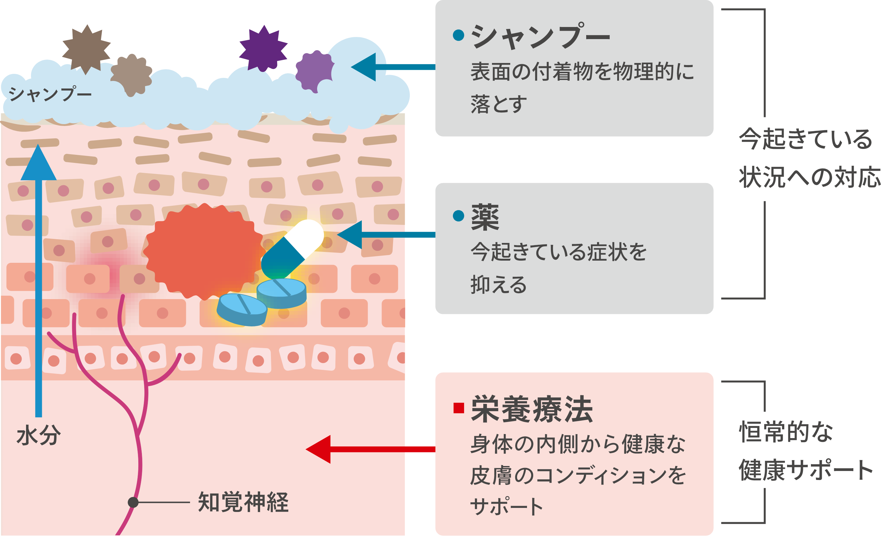 皮膚の断面図のイメージ画像①