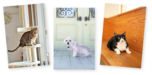 キャンペーン概要