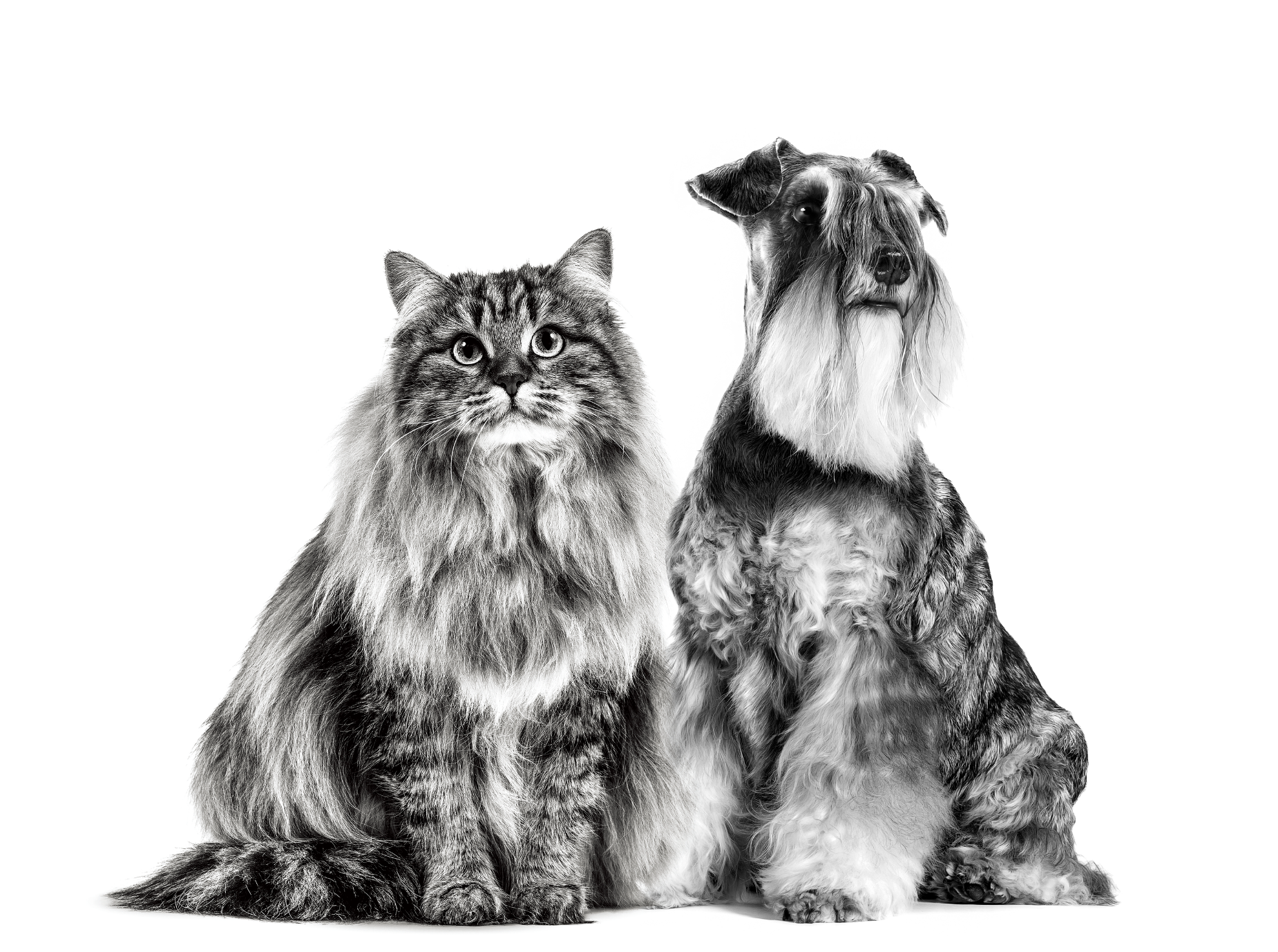 cat and dog