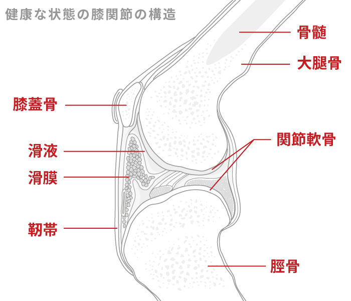 健康な状態の膝関節の構造