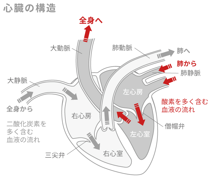 心臓のはたらき