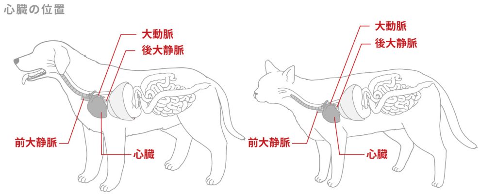 心臓のはたらき