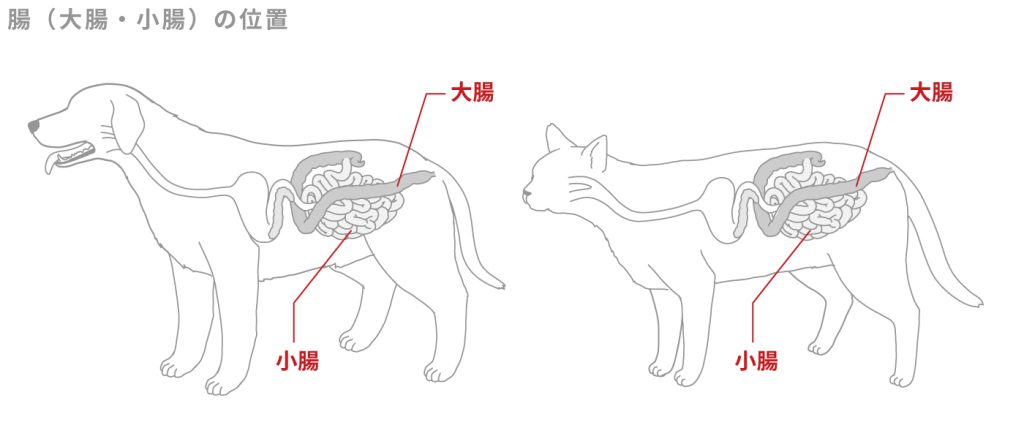 腸（大腸・小腸）の位置