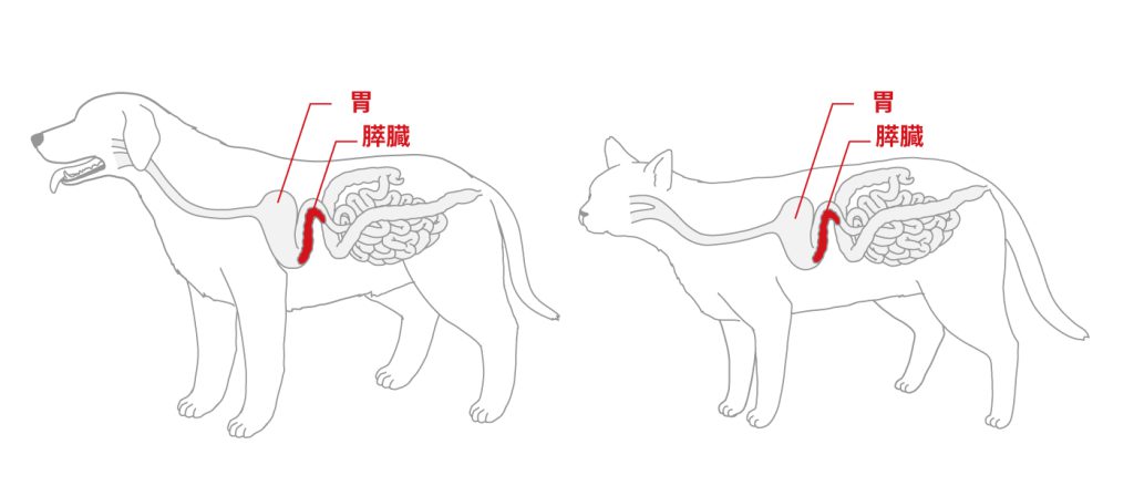 犬と猫の糖尿病とはどんな病気？