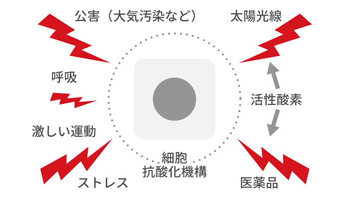 活性酸素のお話 ～身体もサビる