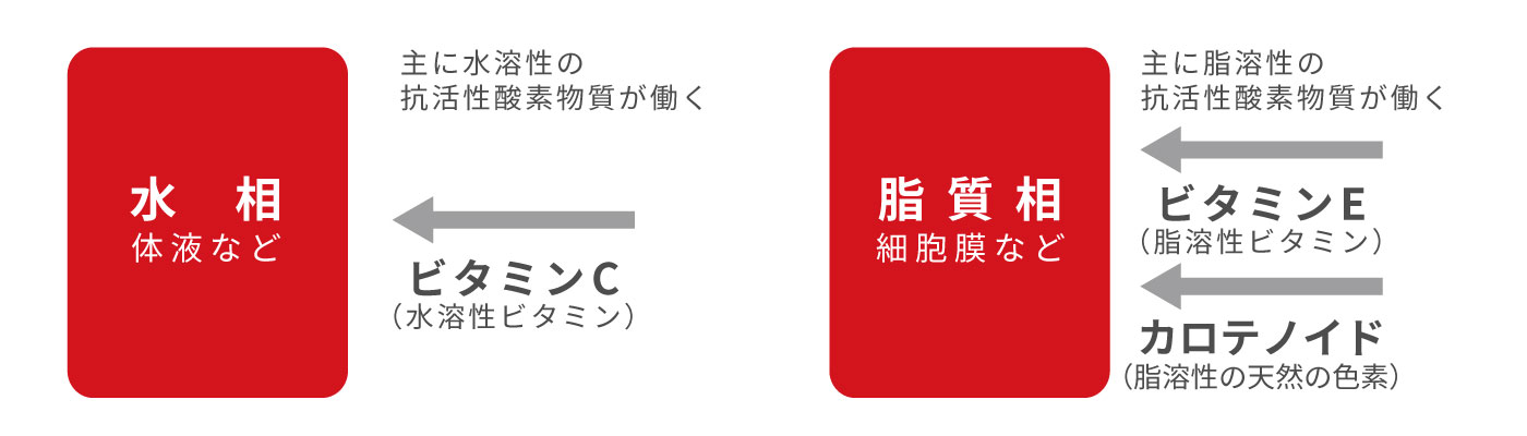 活性酸素のお話 ～身体もサビる