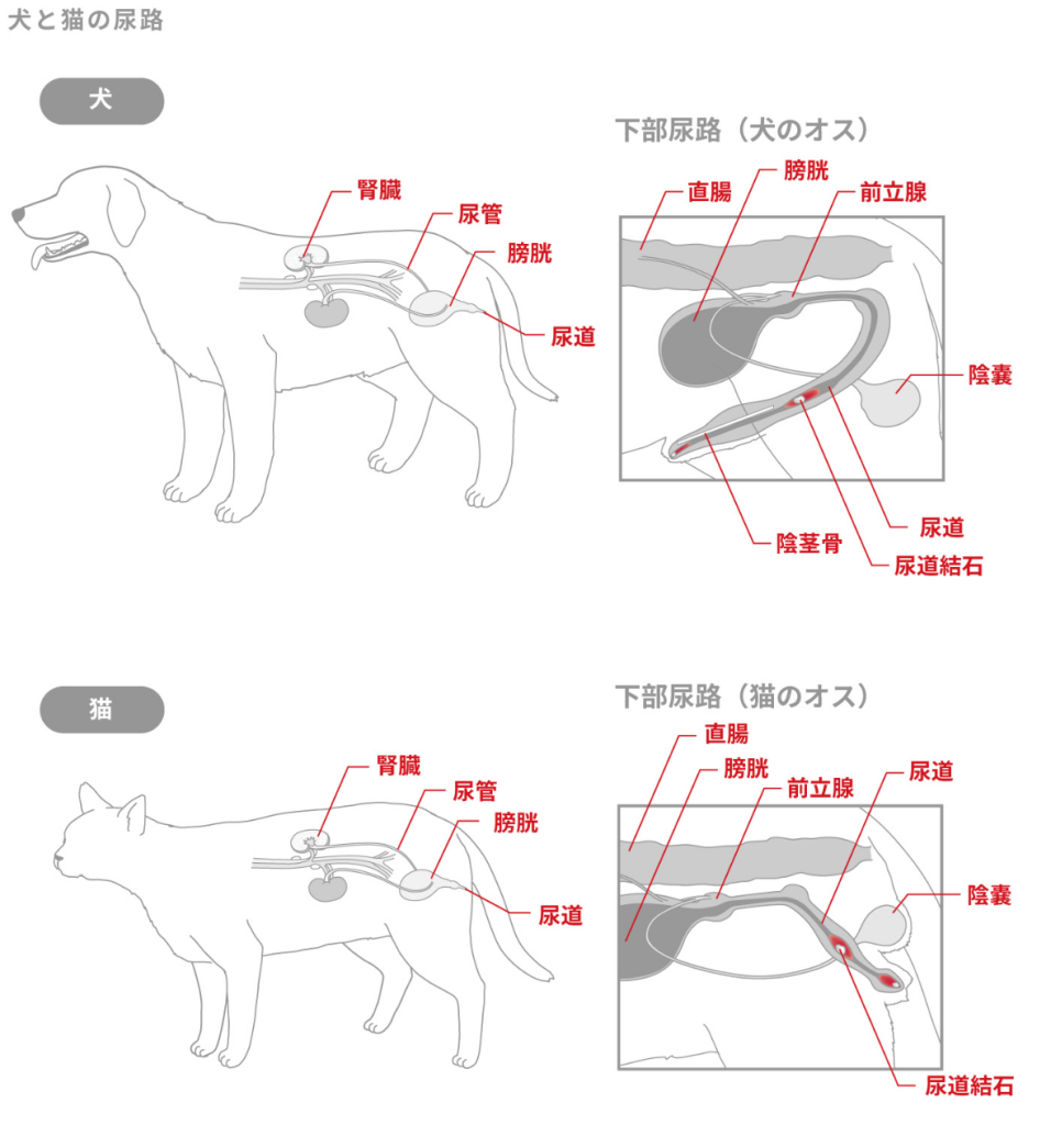 犬と猫の尿路