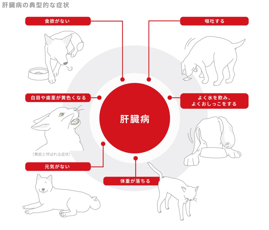 肝臓病の典型的な症状