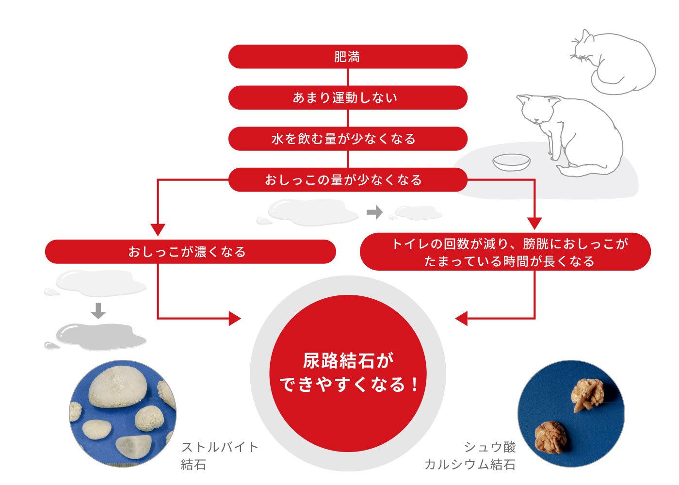 尿路結石ができやすくなる！