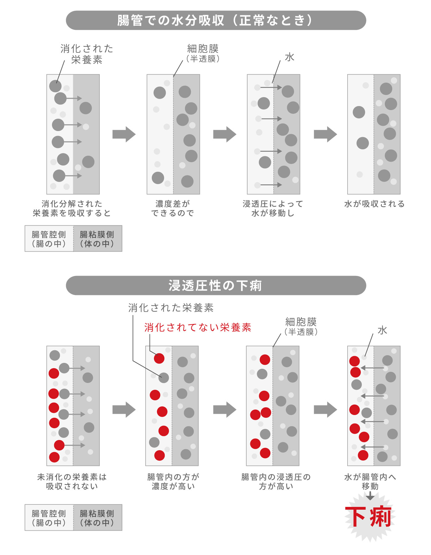 浸透圧性の下痢の仕組み