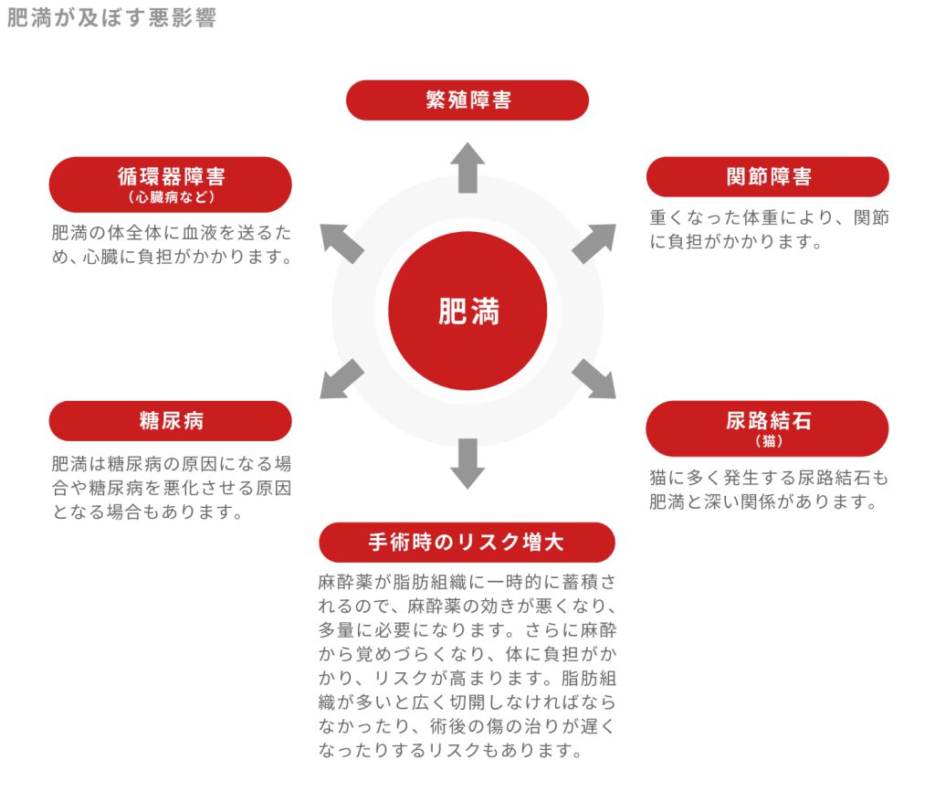 肥満が及ぼす悪影響