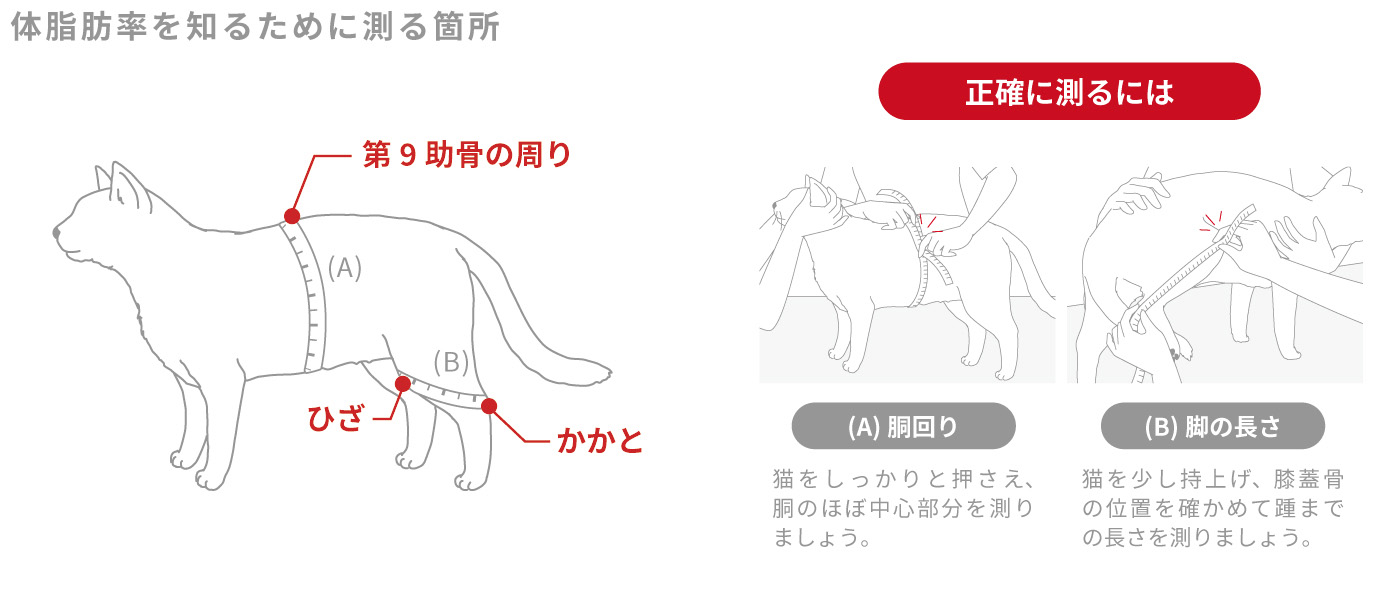 体脂肪率を知るために測る箇所