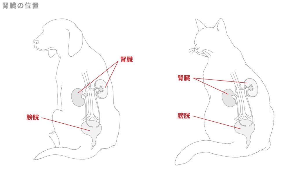 腎臓の位置