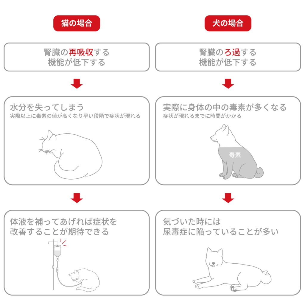 猫と犬の腎臓の違い